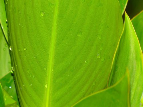 drops plant leaves water plant