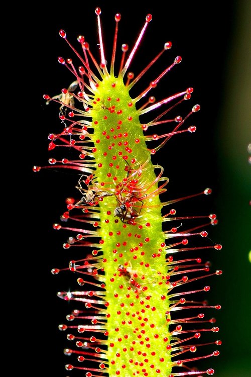 drosera  insect  leaf