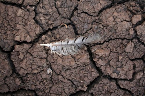drought mud feather