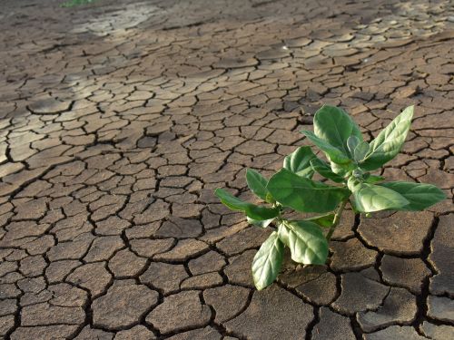 drought dry mud green plant