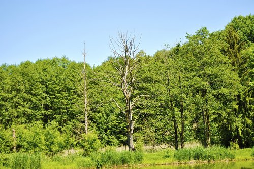 drought  tree  pine