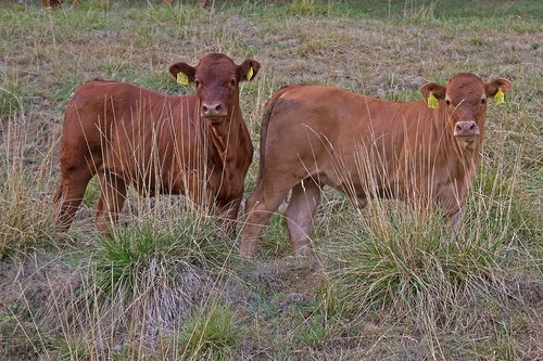 drought  calf  pasture
