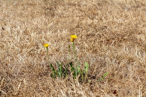 drought  dry grass  heat wave