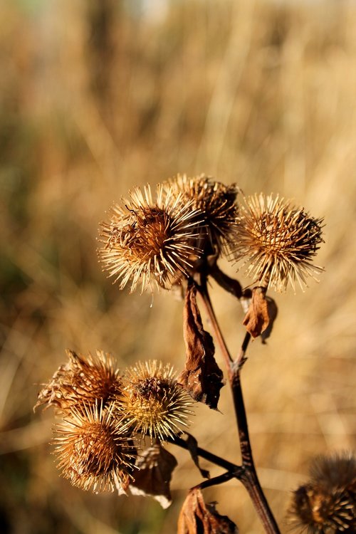 drought  thistle  dry