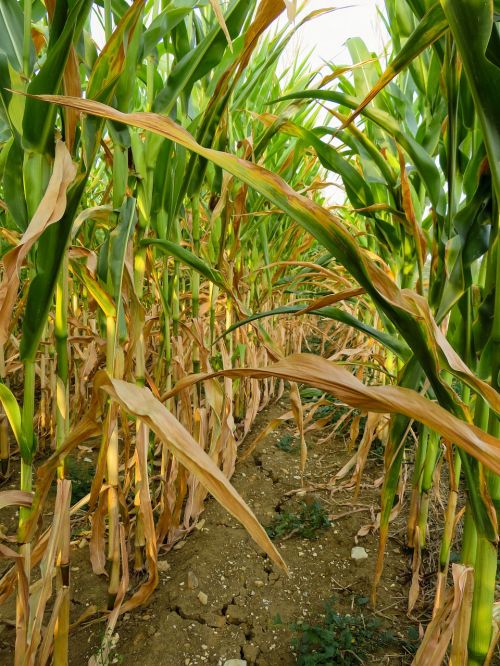 drought corn field