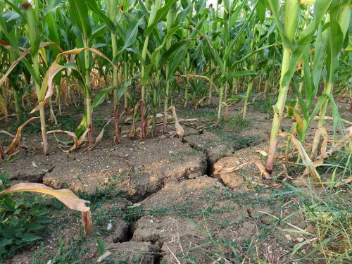 drought corn field