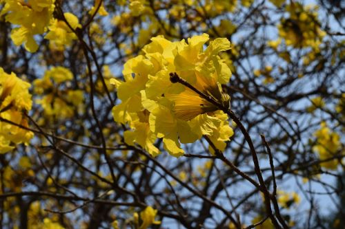 drought wind flower a yellow flower chiang mai thailand