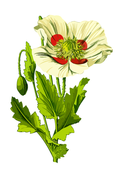 drug floral flower