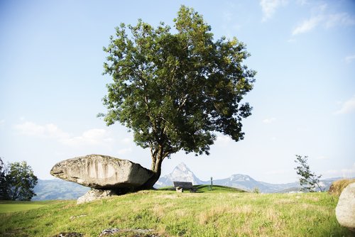 druid stone  morschach  tree