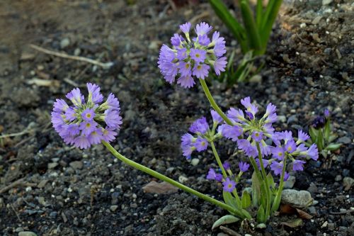 drumstick flower garden