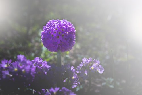 drumstick  primrose  garden