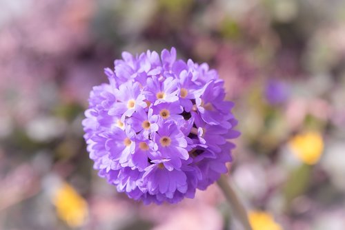 drumstick  purple  violet