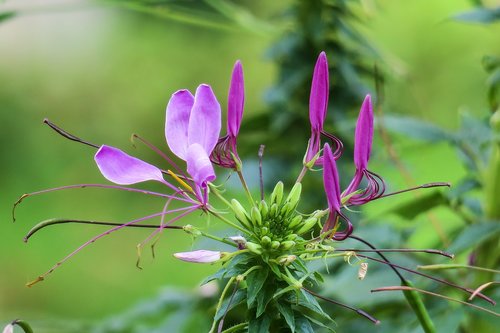 drunk butterfly  nature  purple