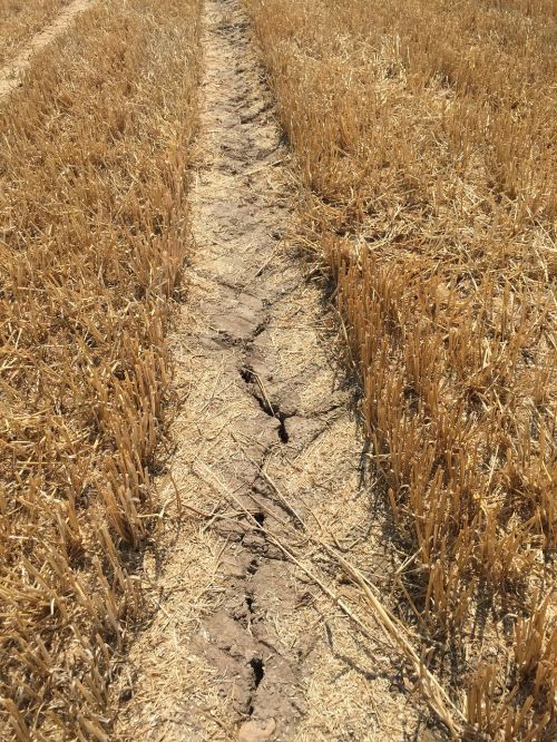 dry drought field
