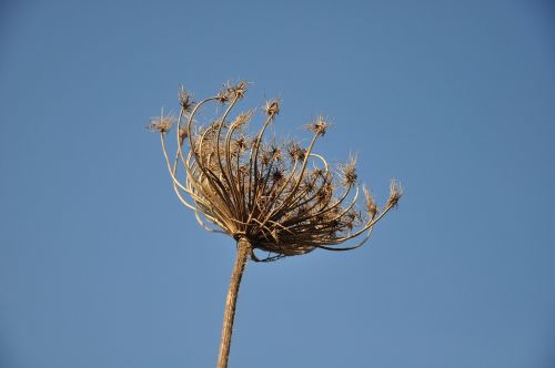 dry flower plant