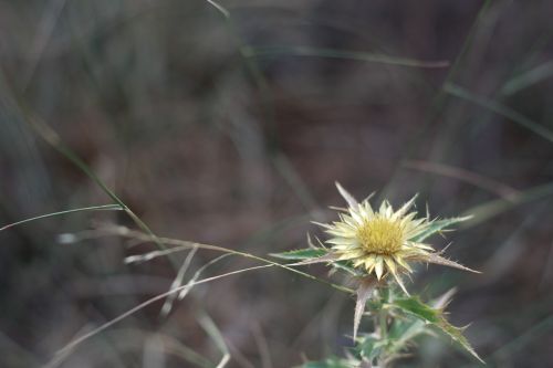dry flower herbal