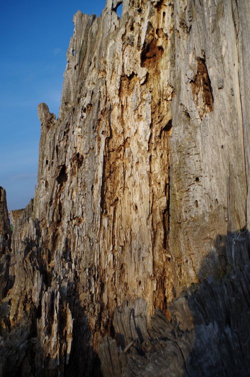 dry old tree