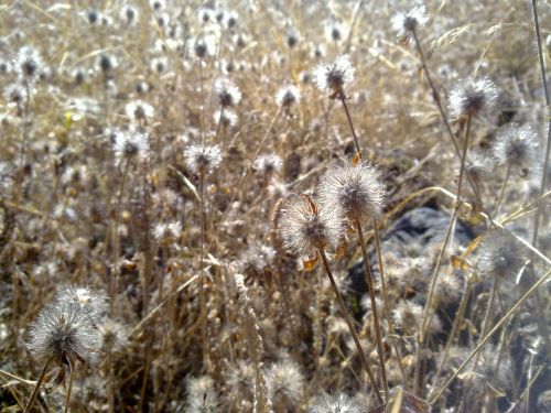 dry grass weeds