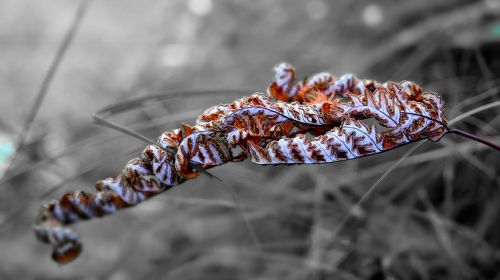 dry fern autumn