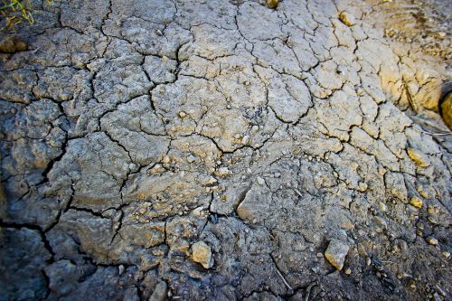 dry summer nature