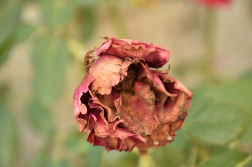 dry rose photo
