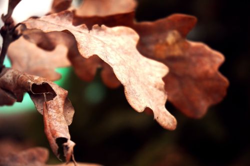 dry environment leaf