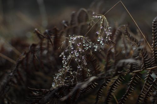 dry drought leaf