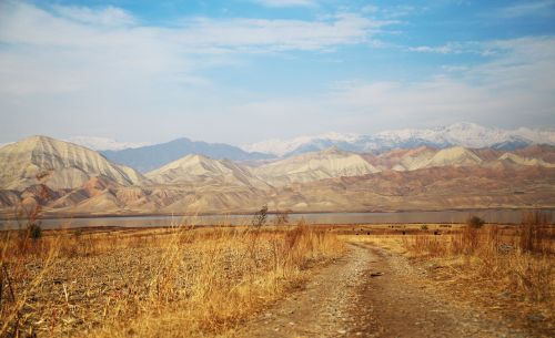 dry drought grass