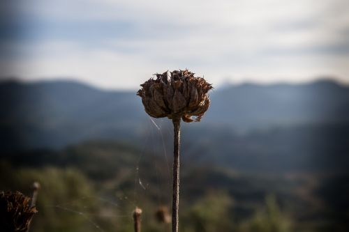 dry flower plant