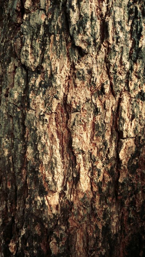 dry wood bark