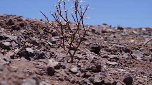 dry landscape dry tree