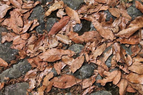 dry nature texture