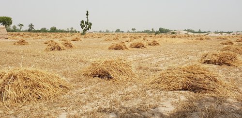 dry  nature  landscape