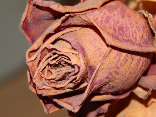 dry  rose  flower