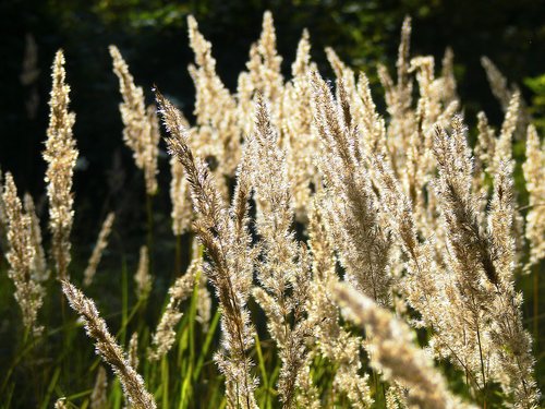 dry  grass  nature