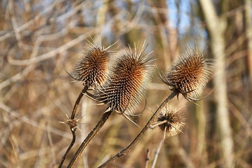 dry  plant  nature