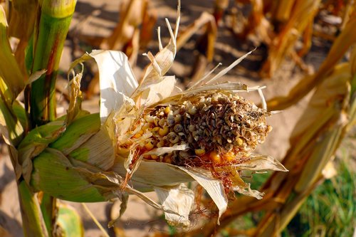 dry  harvest  summer