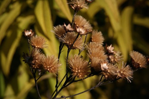 dry  trockenblume  autumn