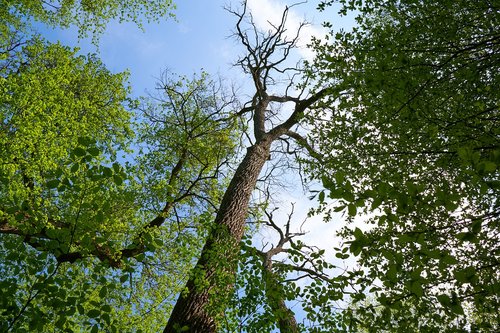 dry  oak  nature