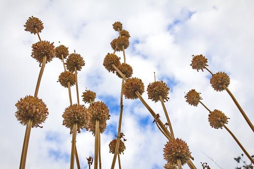 dry  flower  wild