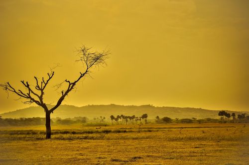 dry arid yellow