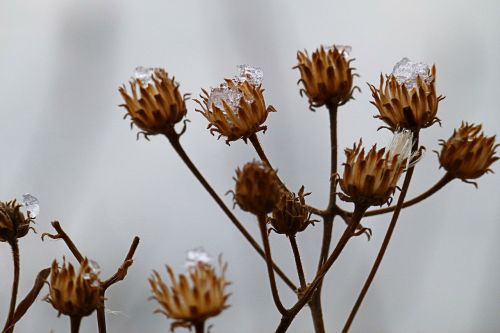 dry plant winter