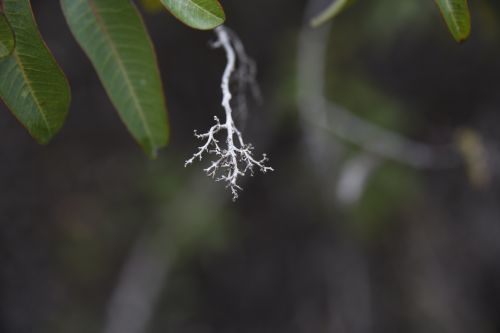 Dry Branch Closeup