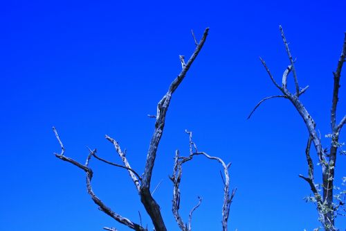 Dry Branches Against Blue Sky