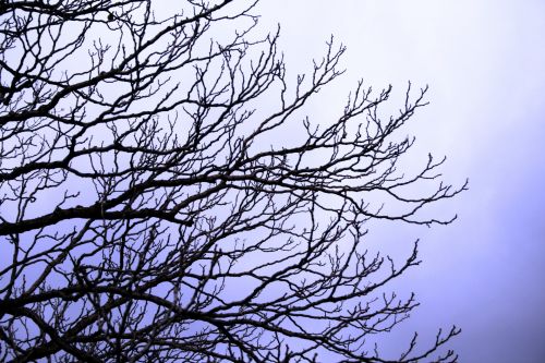 Dry Branches &amp; Subtle Lavender Sky