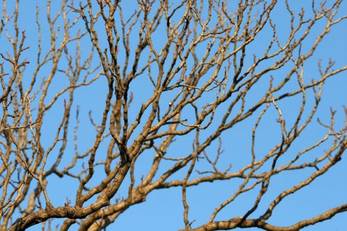 Dry Branches Of Tree