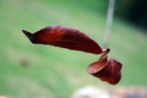 Dry Brown Leaf