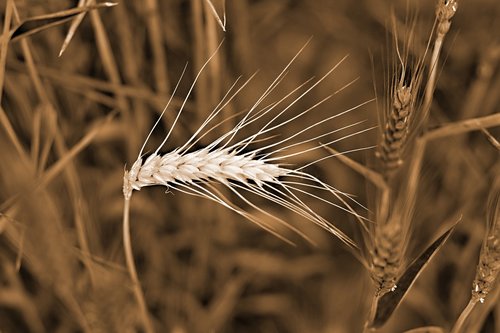 dry cob  field  the grain