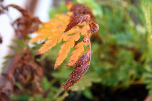 Dry Fern Leaf With Spores