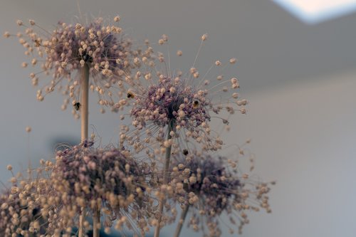 dry flowers  flowers  plants